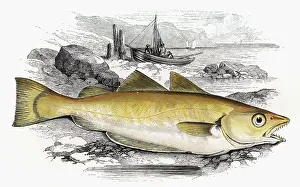 Whiting: Merlangius merlangus, or Whiting