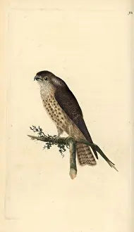 Columbarius: Merlin, Falco columbarius