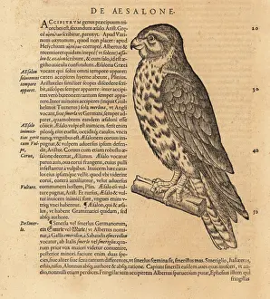 Hawking: Merlin, Falco columbarius
