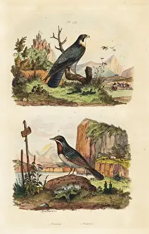 Fries: Merlin, Falco columbarius, and Moltoni's warbler