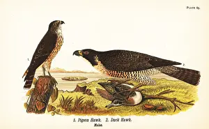 Peregrine: Merlin and peregrine falcon