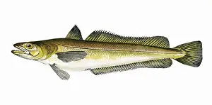 Hake: Merluccius, or Hake