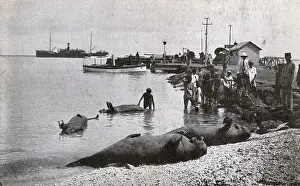Mermaids: Mermaids on the beach, Steamer Point, Aden