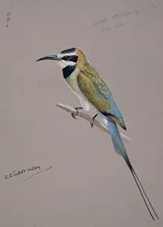 Filament: Merops albicollis, white-throated bee-eater