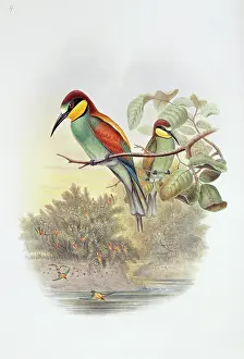 Coraciiformes: Merops apiaster, European bee-eater