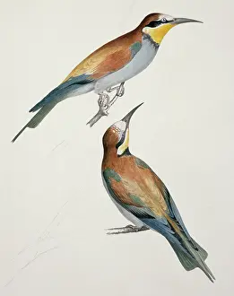 Forehead: Merops apiaster, European bee-eater