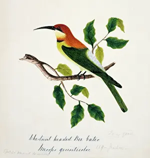 Bushby: Merops leschenaulti, chestnut-headed bee-eater