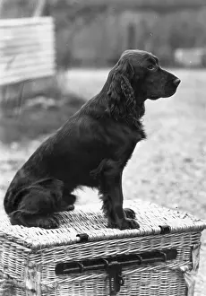 Westwind: Merryjest of Westwind - Field Spaniel