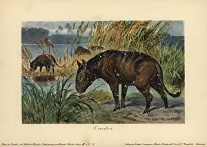 Tiere: Merycoidodon or Oreodon, extinct genus of herbivore