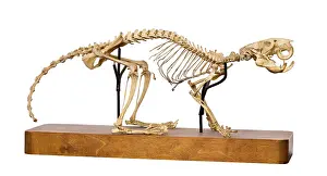 Abnormality: Mesembriomys gouldii, black-footed tree-rat