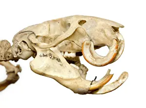 Abnormality: Mesembriomys gouldii, black-footed tree-rat