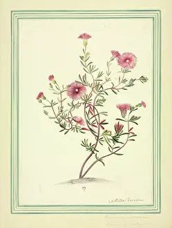 Botanic: Mesembryanthemum