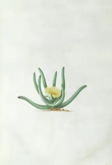 Eudicot: Mesembryanthemum calamiforme L. Var