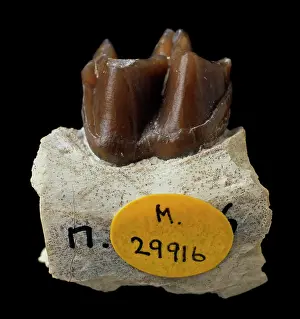 Browsing: Mesohippus
