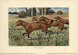 Reichardt: Mesohippus, extinct genus of early horse that
