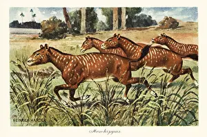 Heinrich Harder: Mesohippus, extinct genus of early horse