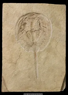 Crustacean: Mesolimulus, a fossil horseshoe crab
