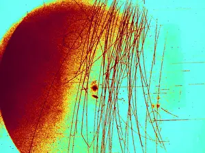 Nevis: Meson Decay in Bubble Chamber