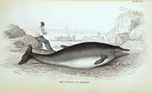 Sowerby: Mesoplodon bidens, Sowerby's beaked whale