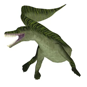 Permian: Mesosaurus aquatic reptile, front view on white background