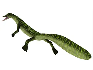 Slender: Mesosaurus aquatic reptile on white background