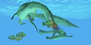 Mangrove: Mesosaurus attacks a Mangrove red snapper fish