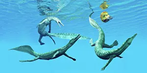 Slender: Mesosaurus reptiles chase after an ammonite
