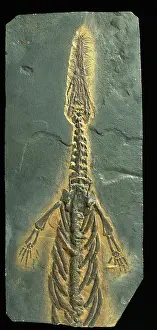 Anterior: Mesosaurus tenuidens fossil