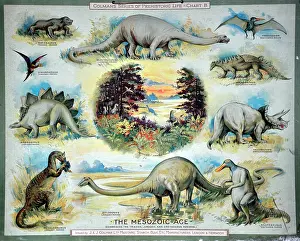 Colmans: The Mesozoic Age