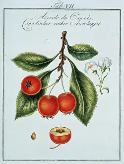 Neapolitan: Mespilus germanica, Canadian medlar