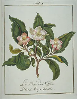 Neapolitan: Mespilus germanica, flower of medlar