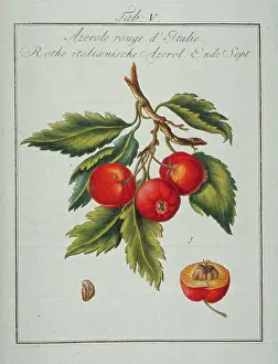 Hawthorn: Mespilus germanica, Neapolitan medlar