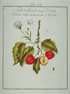 Neapolitan: Mespilus germanica, Neapolitan medlar