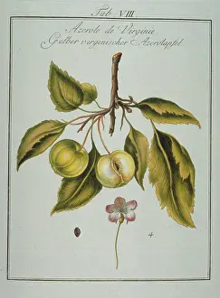 Neapolitan: Mespilus germanica, Neapolitan medlar