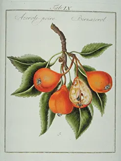 Pyrus: Mespilus sp. azerole-pear