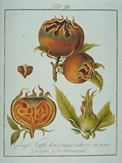 Mespilus: Mespilus sp. large black medlar