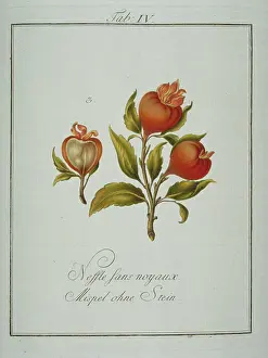 Mespilus: Mespilus sp. stoneless medlar