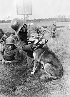 Rolled: Messenger dog in war service, 1917