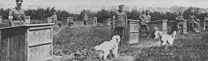 Kennel: Messenger dogs billeted behind the front line trenches