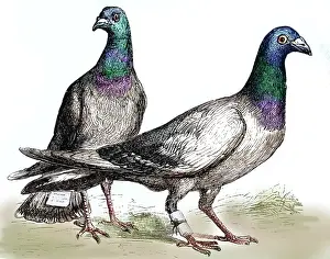 Homing: Messenger Pigeons, 1873