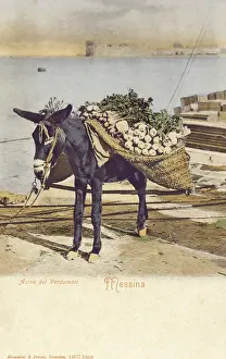 Pannier: Messina - Italy - A Donkey carrying turnips