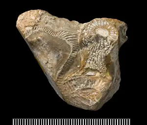 Porifera: Metaldetes