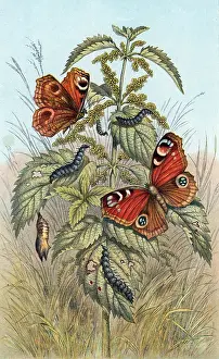 Nettle: Metamorphoses of the Peacock butterfly. The Peacock