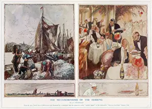 Herrings: The Metamorphosis of the Herring by A.K. Macdonald
