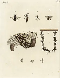 Honeycomb: Metamorphosis of honey bees, honeycomb, queens, drones