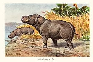 Metamynodon, extinct genus of amynodont rhino