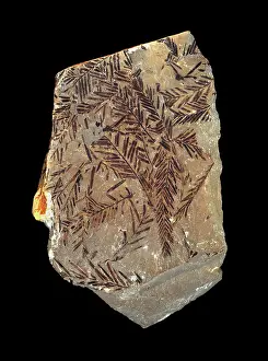 Cupressaceae: Metasequoia occidentalis