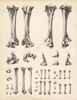 Strickland: Metatarsus bones of the dodo, crowned pigeon
