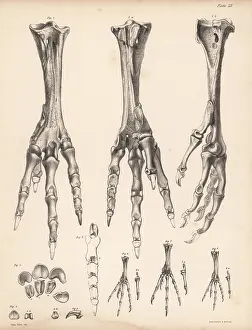 Kindred: Metatarsus and toes of the dodo and various pigeons