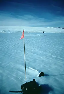 Macalpine: Meteorite in Antarctica